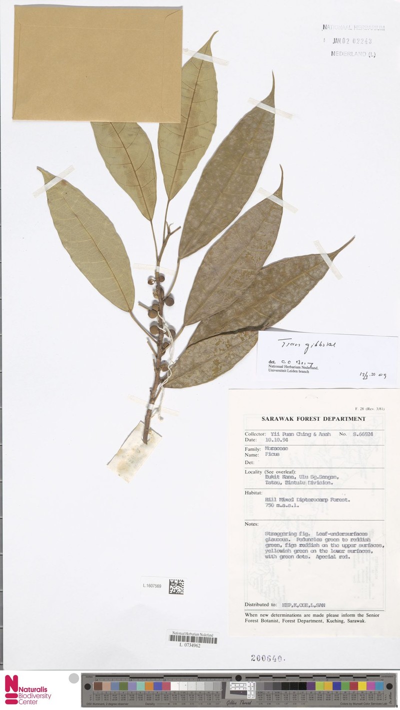 Ficus gibbsiae