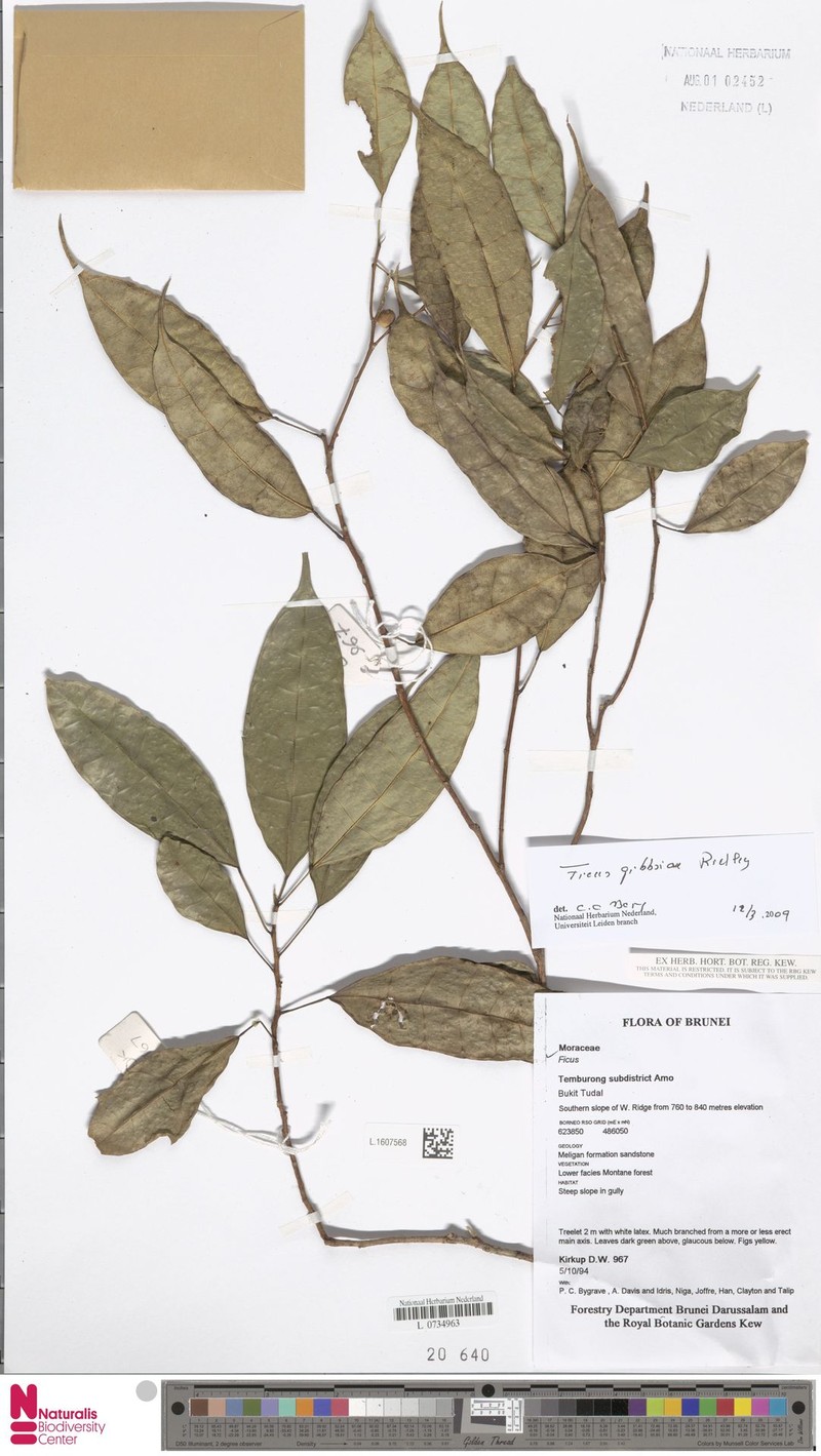Ficus gibbsiae photo 2