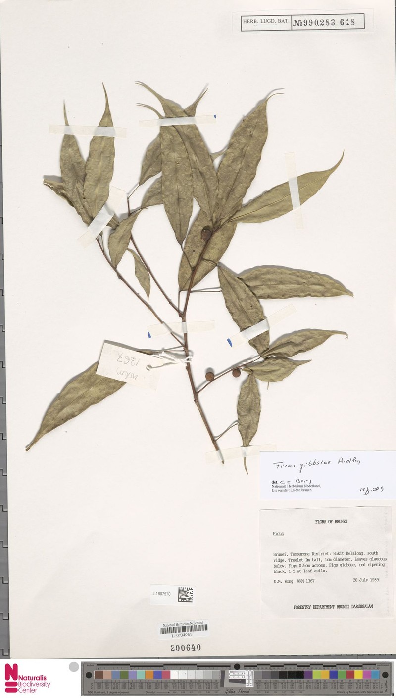 Ficus gibbsiae photo 3