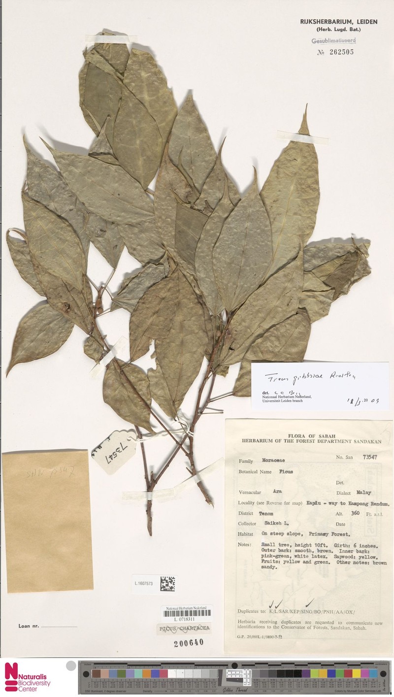 Ficus gibbsiae photo 4