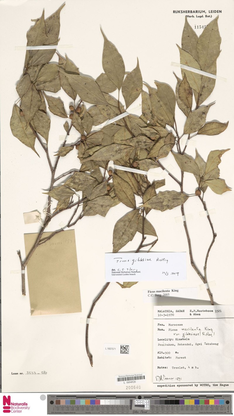 Ficus gibbsiae photo 5
