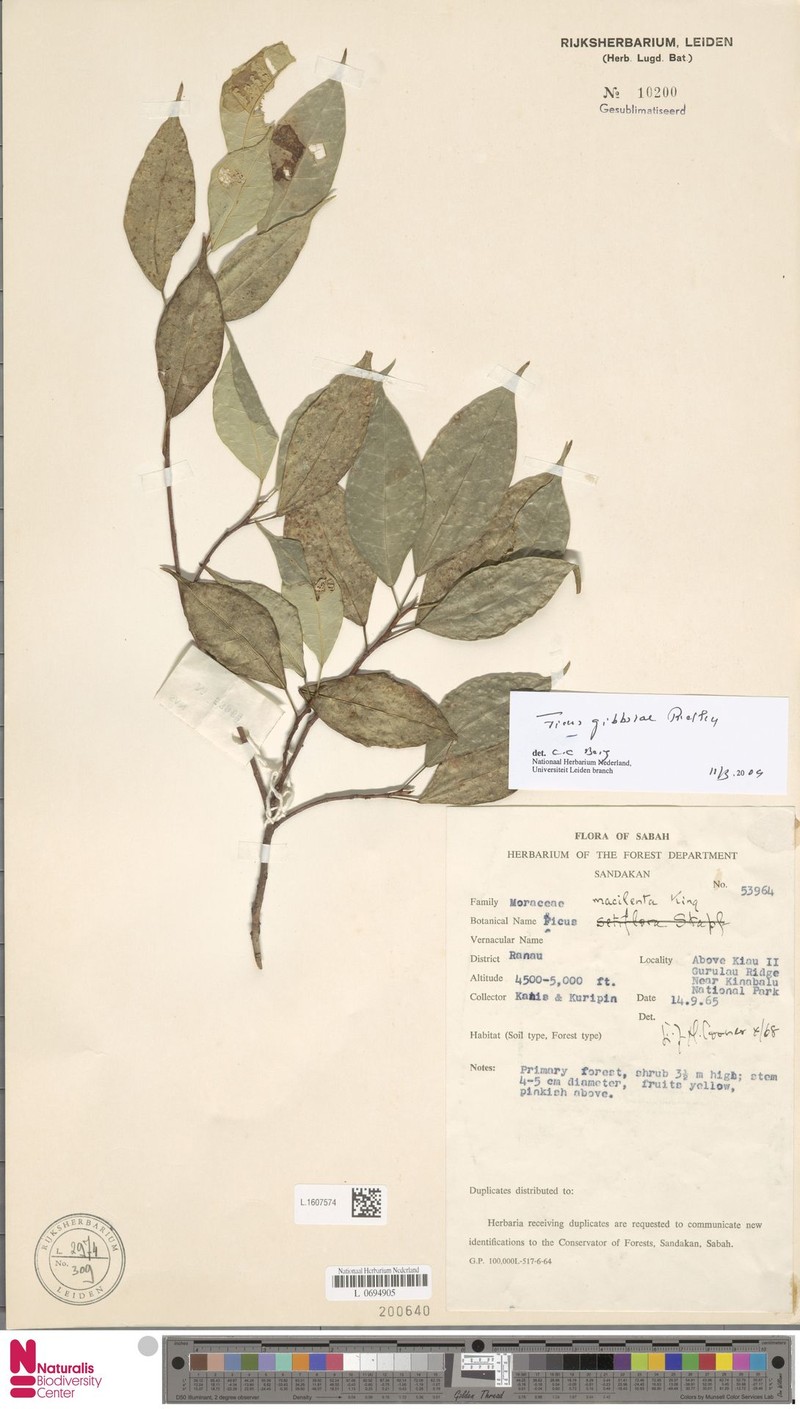 Ficus gibbsiae photo 6