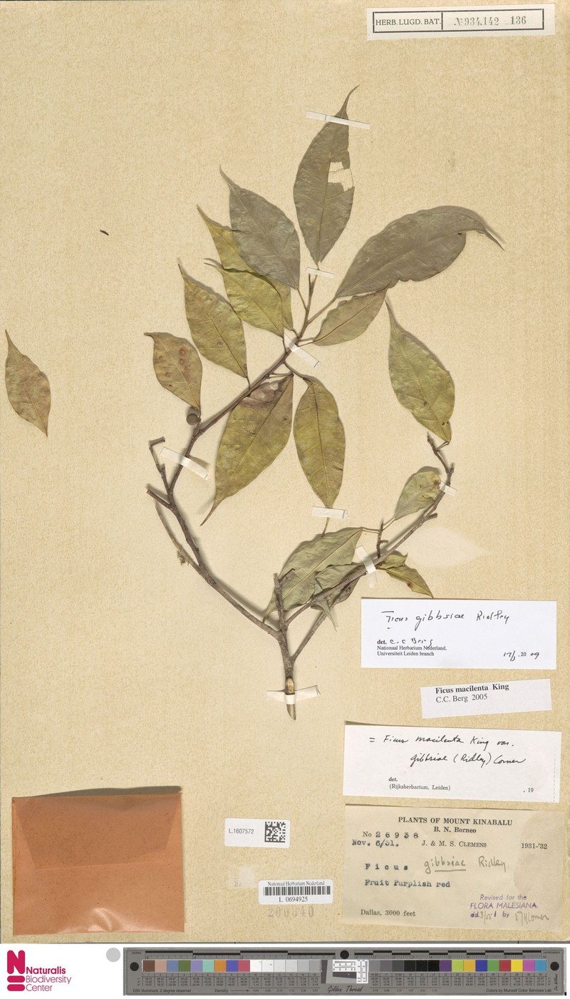 Ficus gibbsiae photo 7