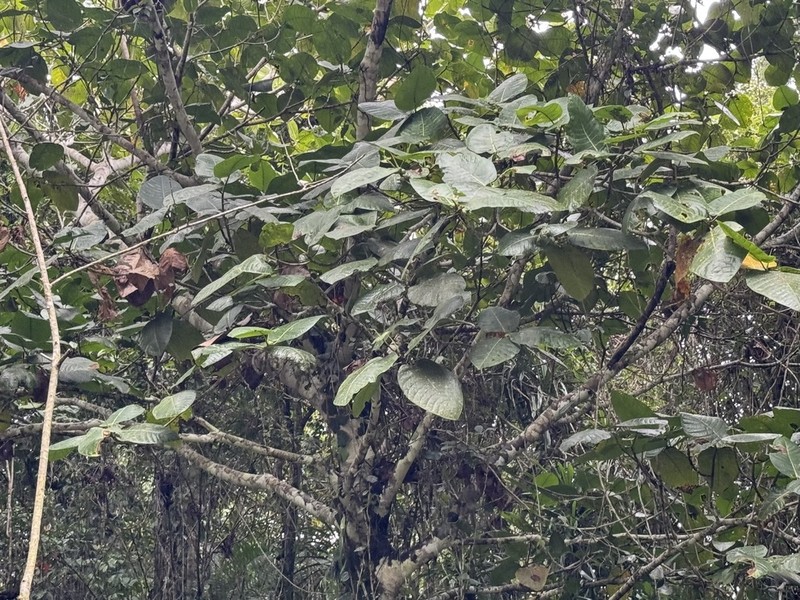 Ficus gigantifolia