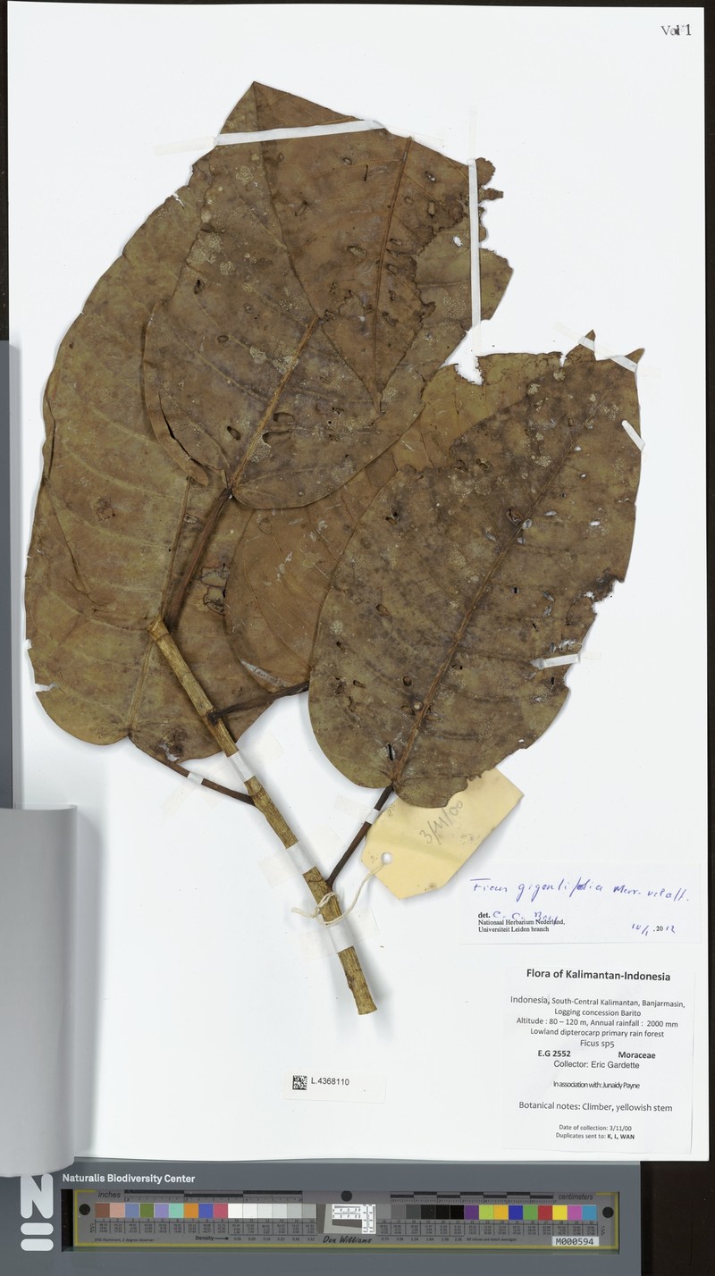 Ficus gigantifolia photo 2