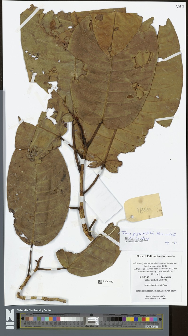 Ficus gigantifolia photo 3