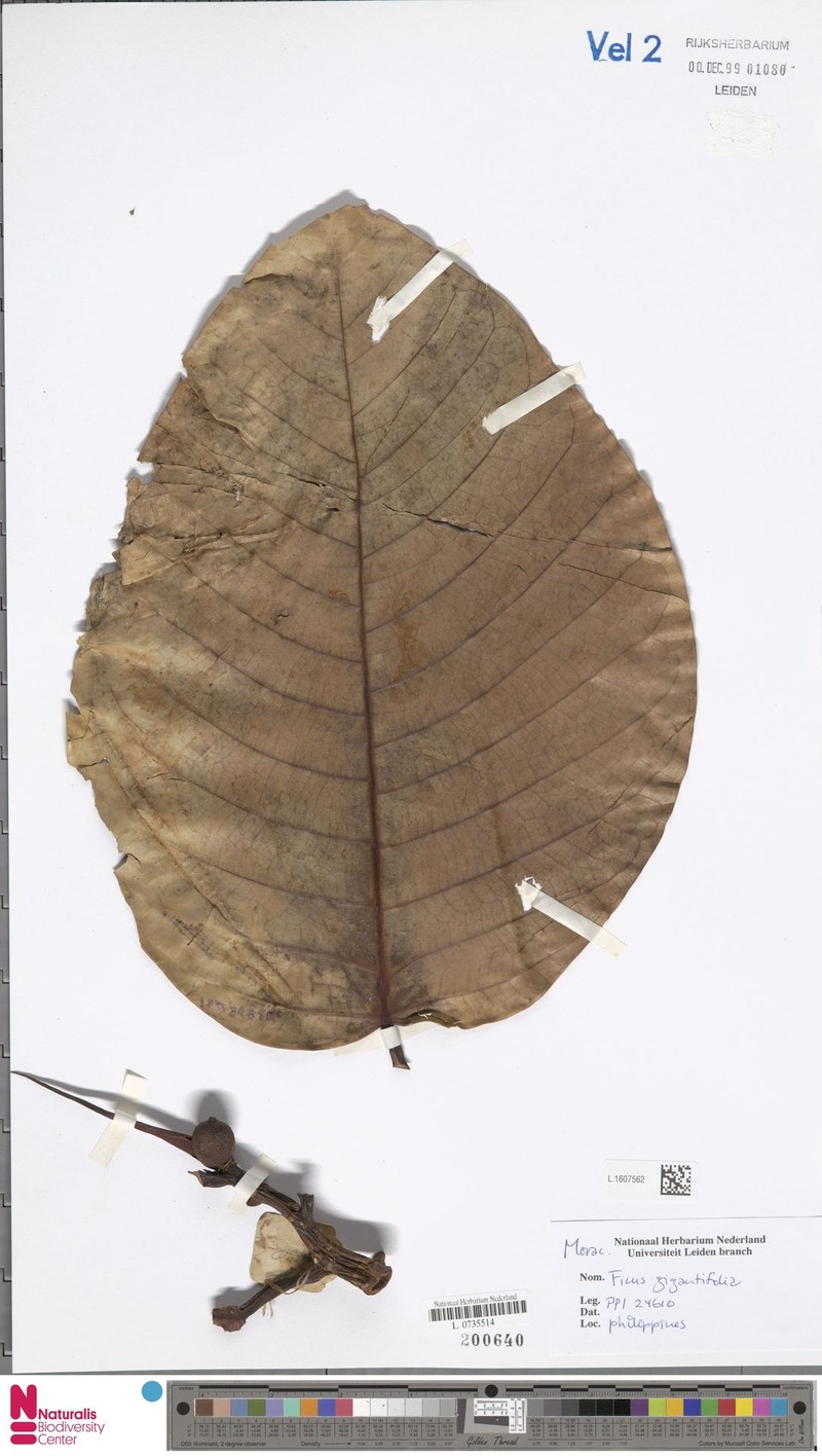 Ficus gigantifolia photo 5
