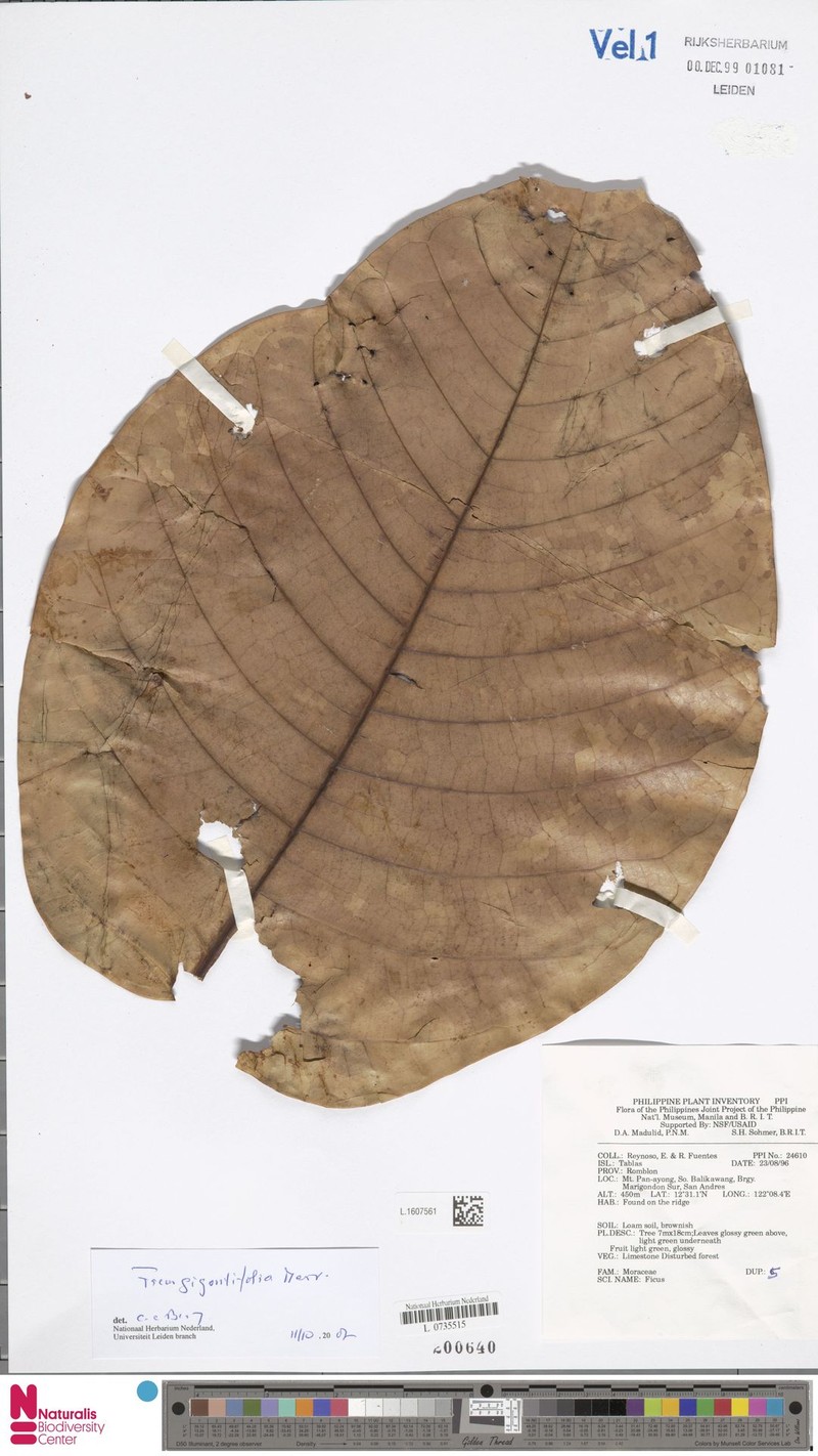 Ficus gigantifolia photo 6