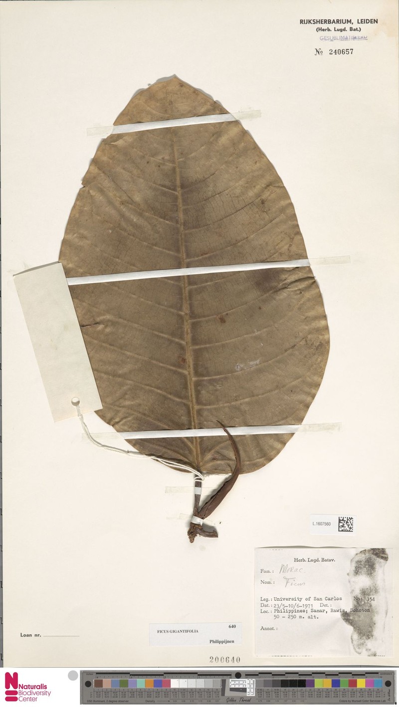 Ficus gigantifolia photo 7