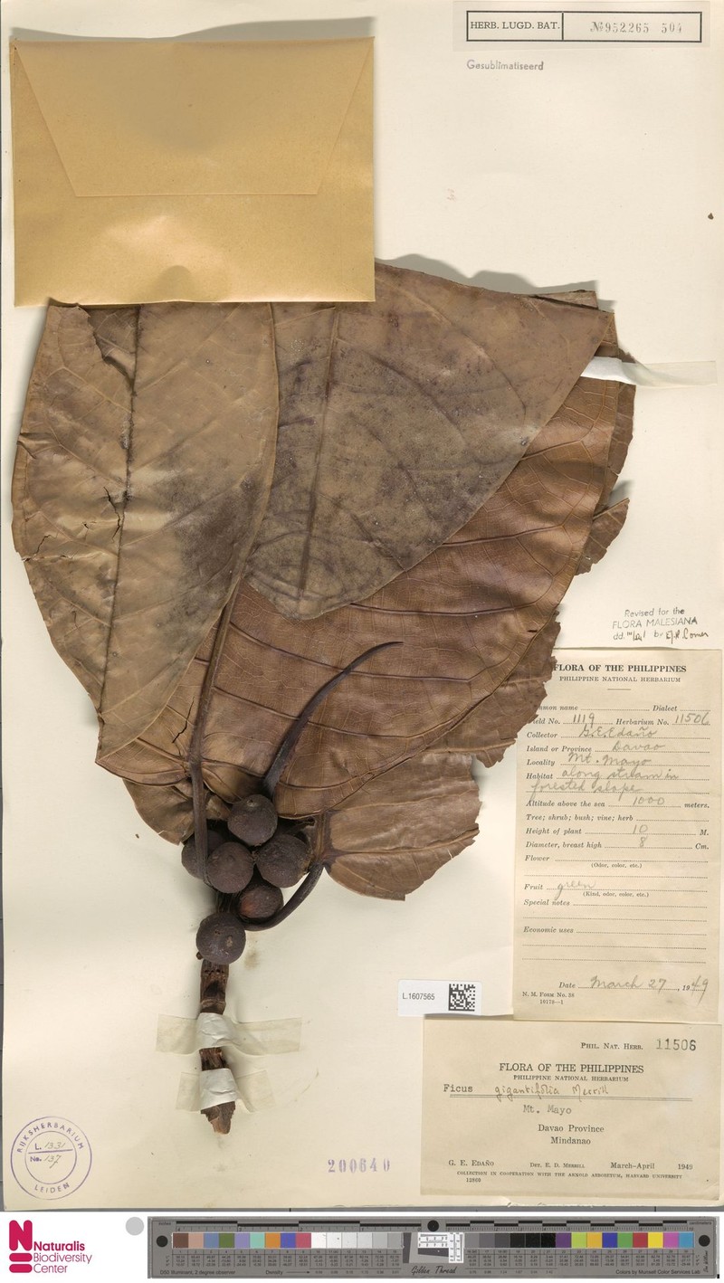 Ficus gigantifolia photo 8
