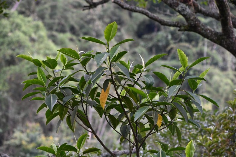 Ficus gigantosyce