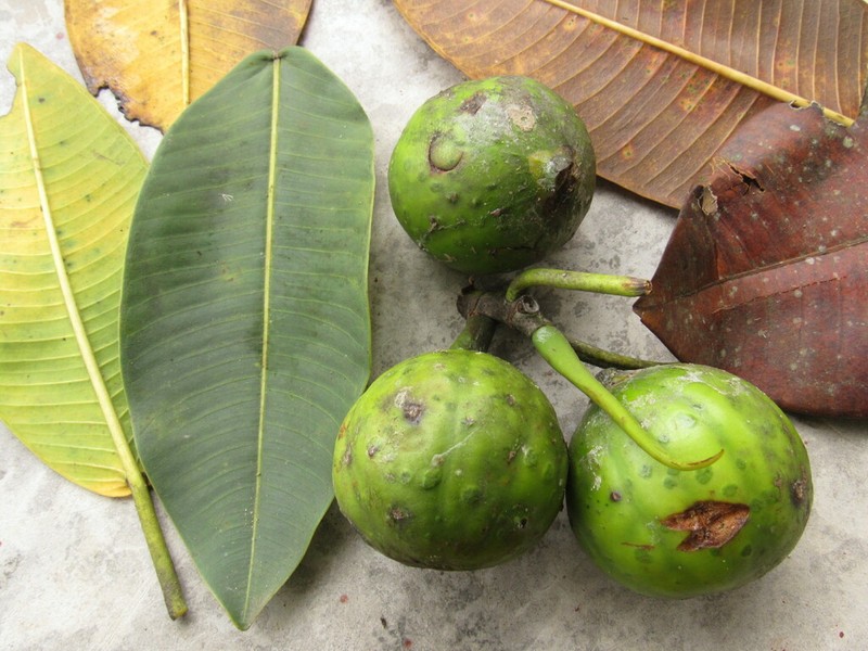 Ficus gigantosyce photo 2