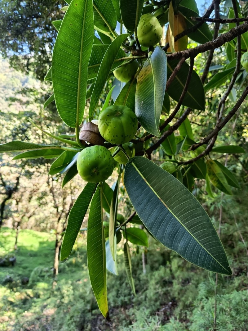 Ficus gigantosyce photo 3