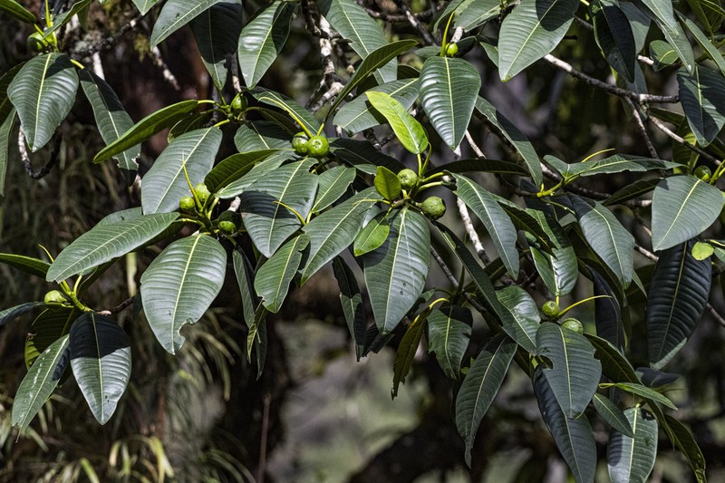 Ficus gigantosyce photo 6