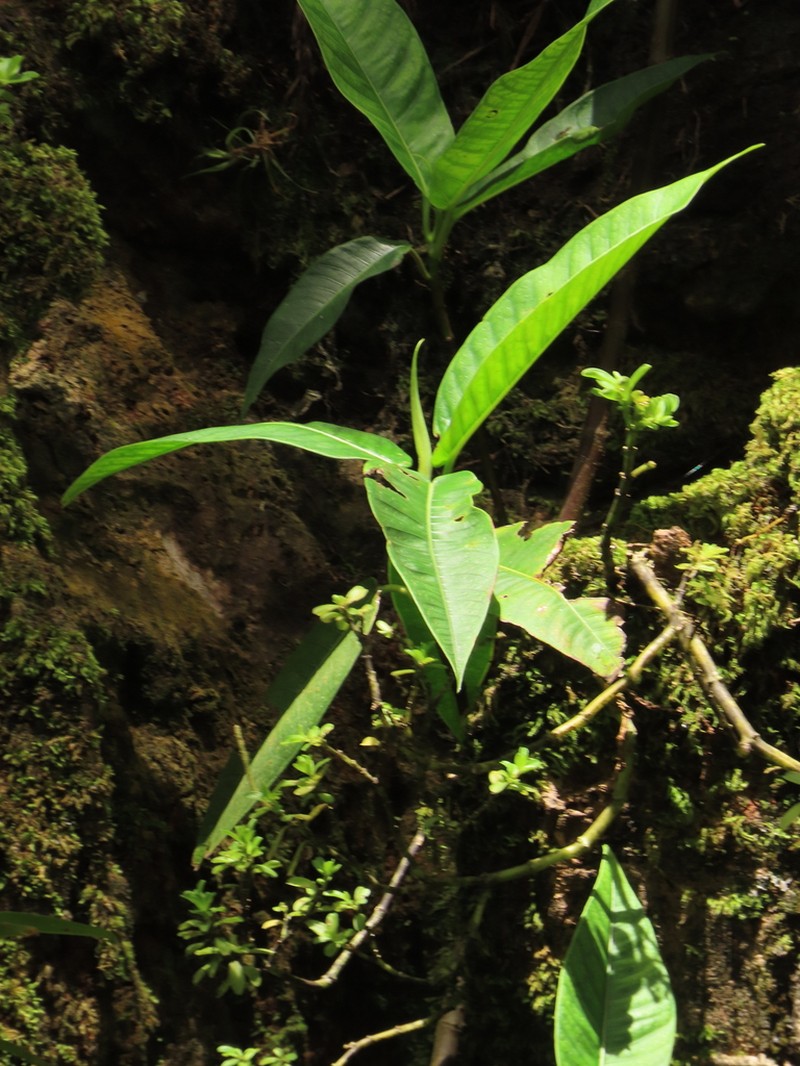 Ficus gigantosyce photo 7