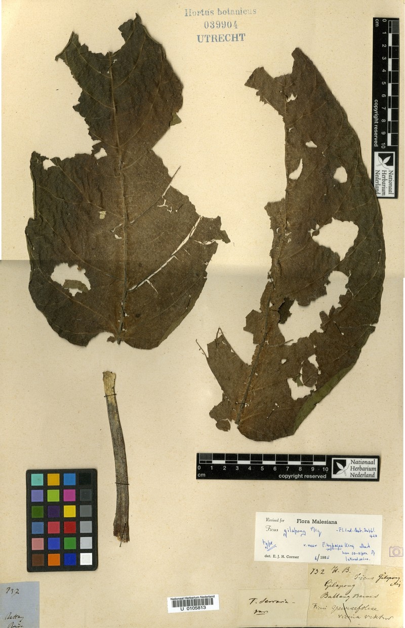 Ficus gilapong