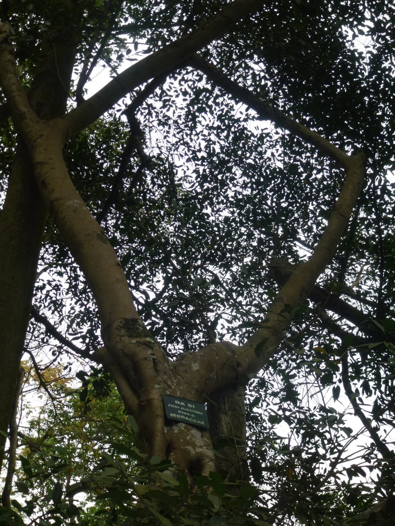 Ficus glaberrima photo 2