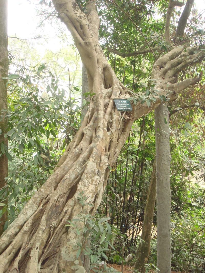 Ficus glaberrima photo 3
