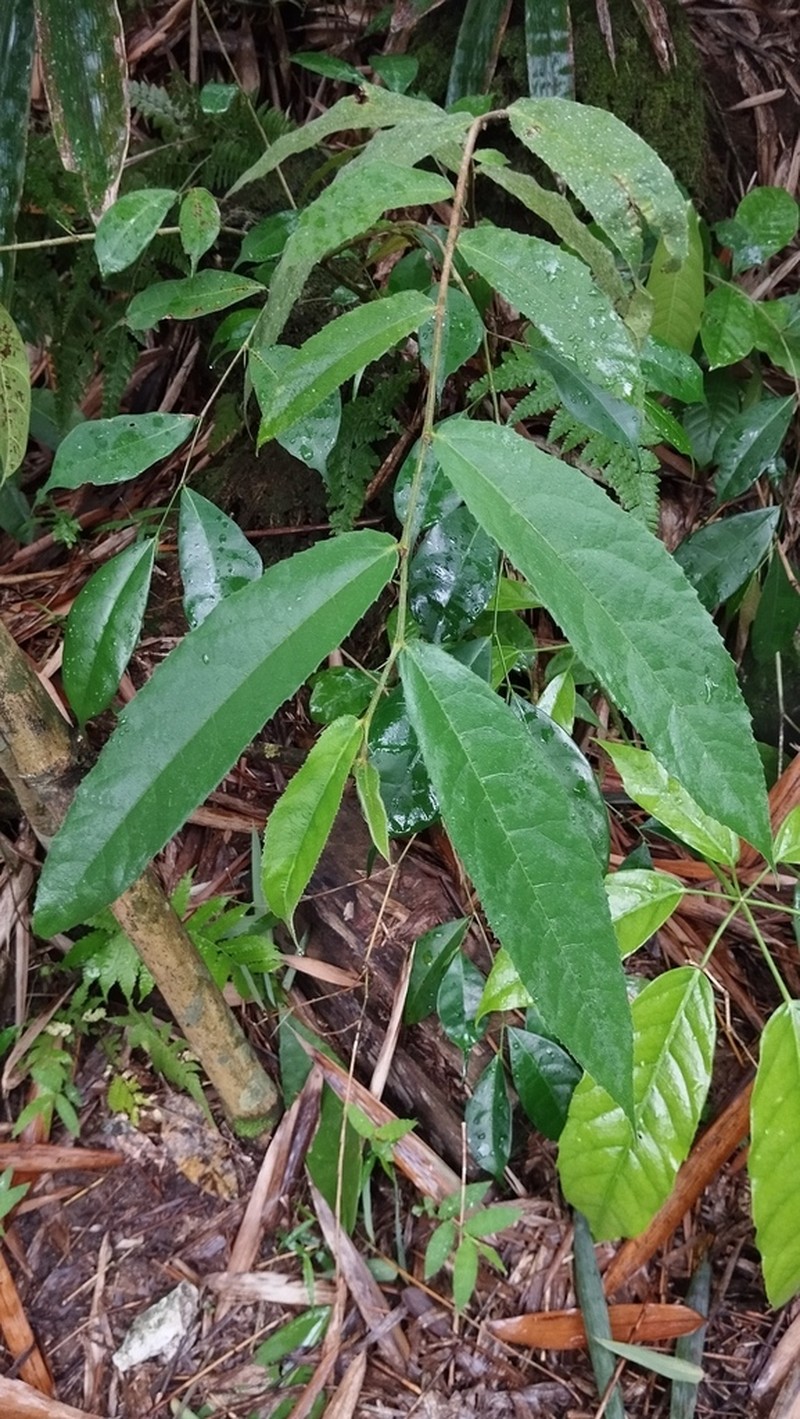Ficus glaberrima photo 4