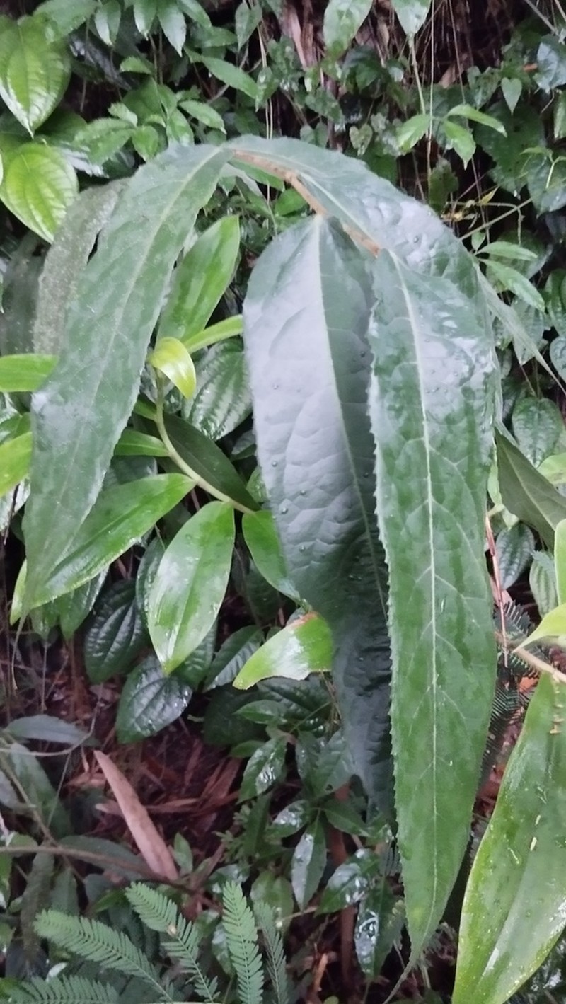 Ficus glaberrima photo 5