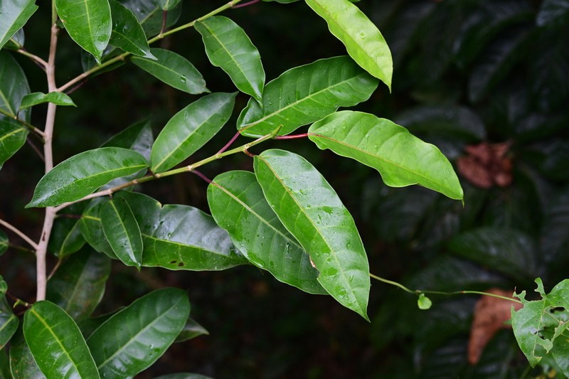Ficus glaberrima photo 6