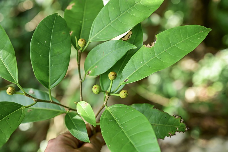 Ficus glaberrima photo 7