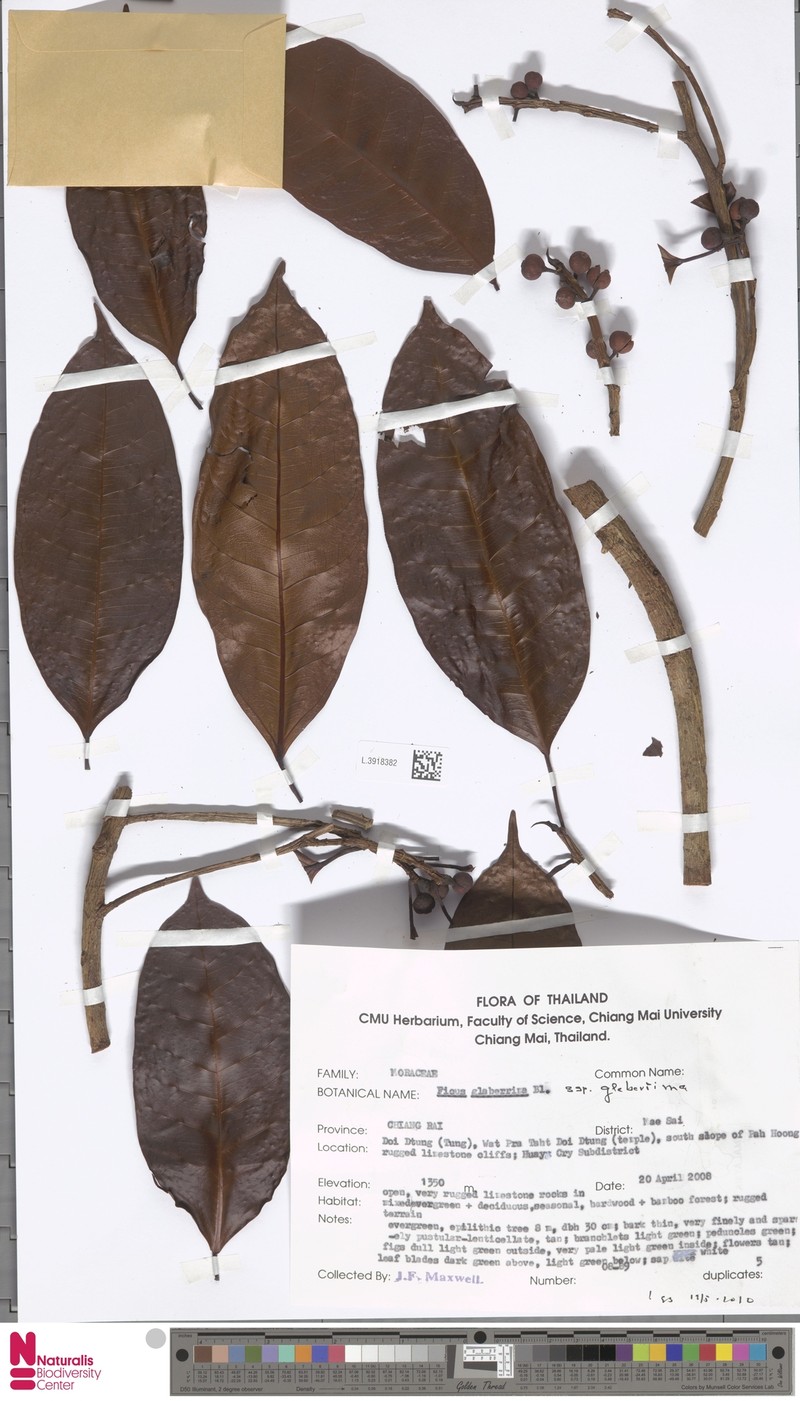 Ficus glaberrima subsp. glaberrima