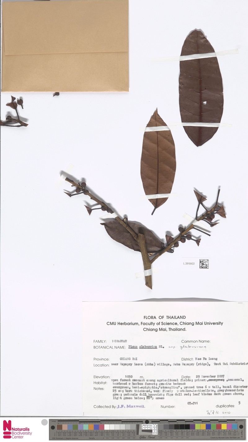 Ficus glaberrima subsp. glaberrima photo 2