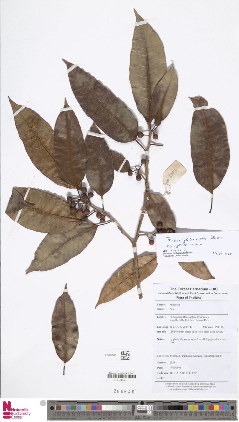 Ficus glaberrima subsp. glaberrima photo 3