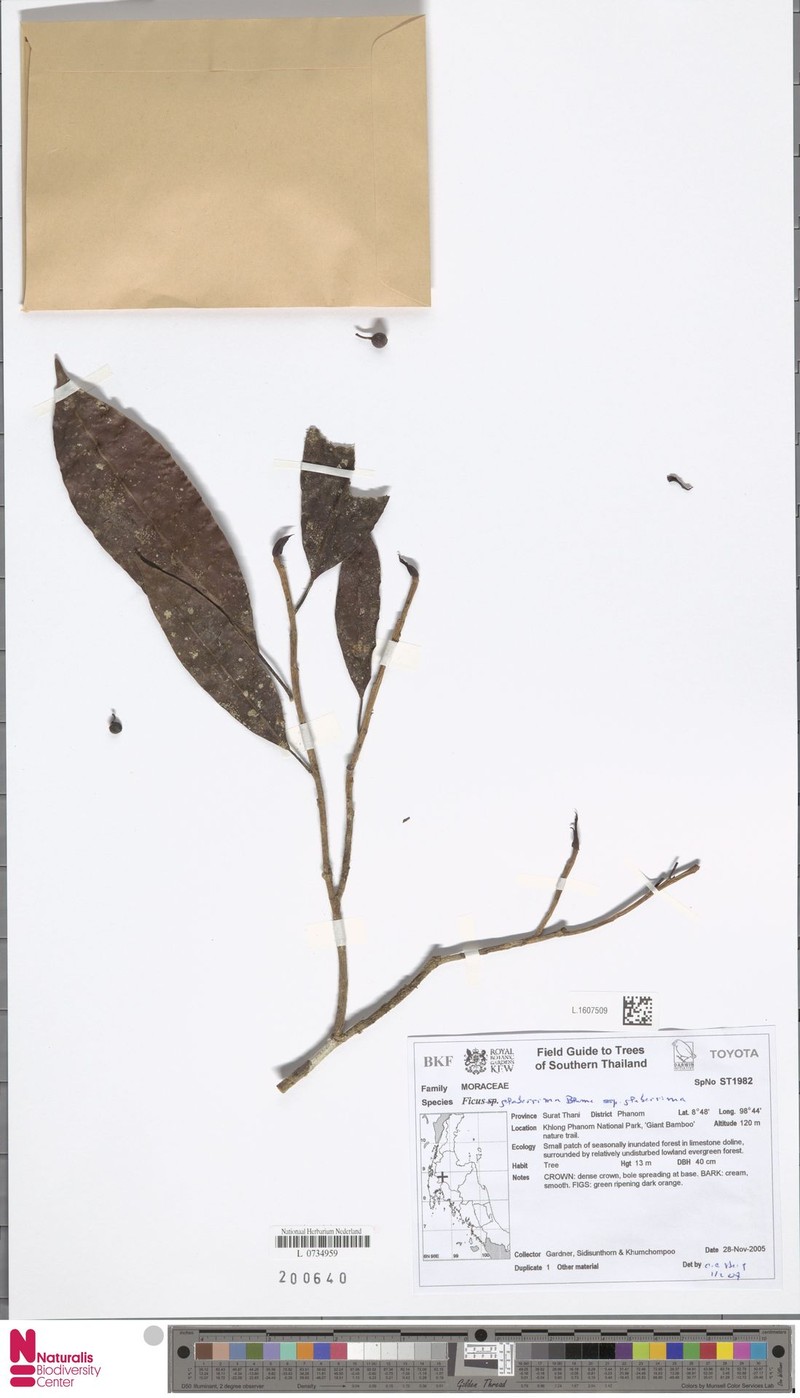 Ficus glaberrima subsp. glaberrima photo 4