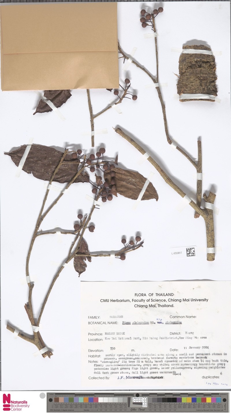 Ficus glaberrima subsp. glaberrima photo 5