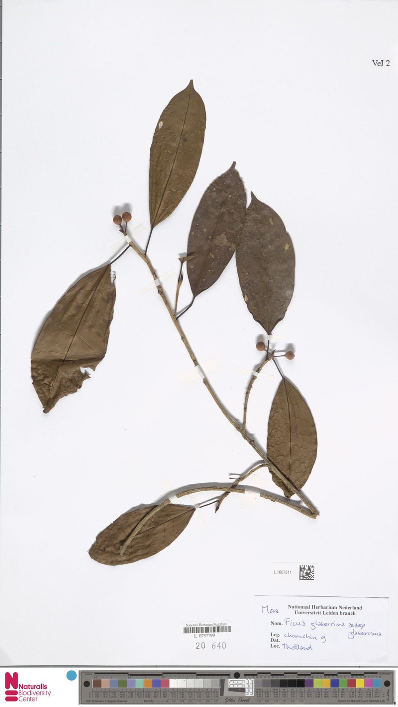 Ficus glaberrima subsp. glaberrima photo 7