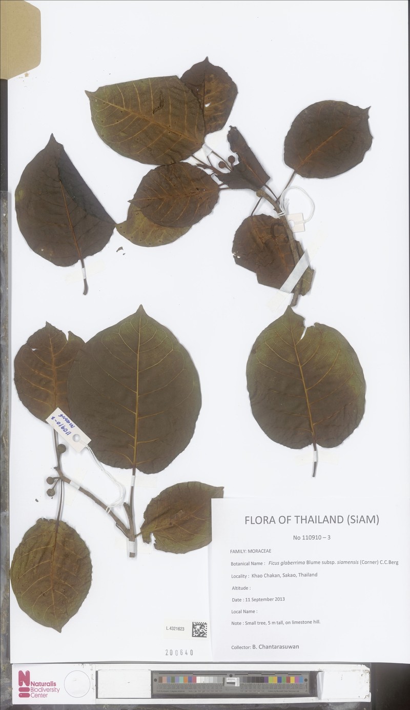 Ficus glaberrima subsp. siamensis
