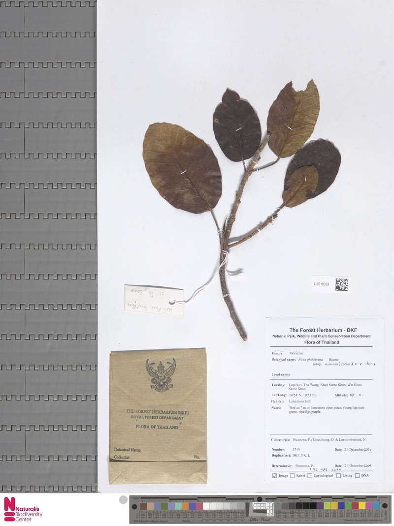 Ficus glaberrima subsp. siamensis photo 2