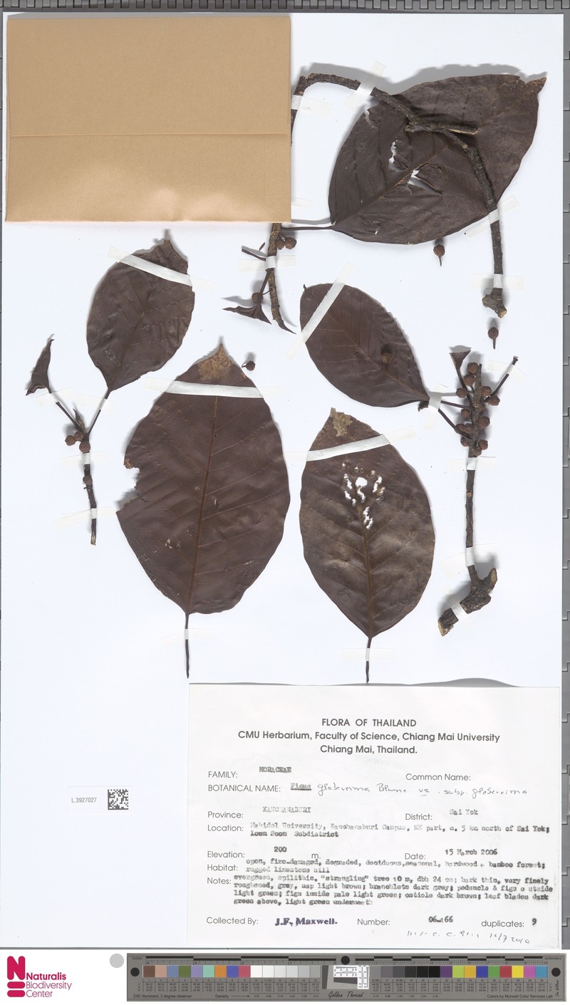 Ficus glaberrima subsp. siamensis photo 3