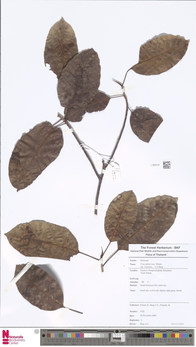 Ficus glaberrima subsp. siamensis photo 4