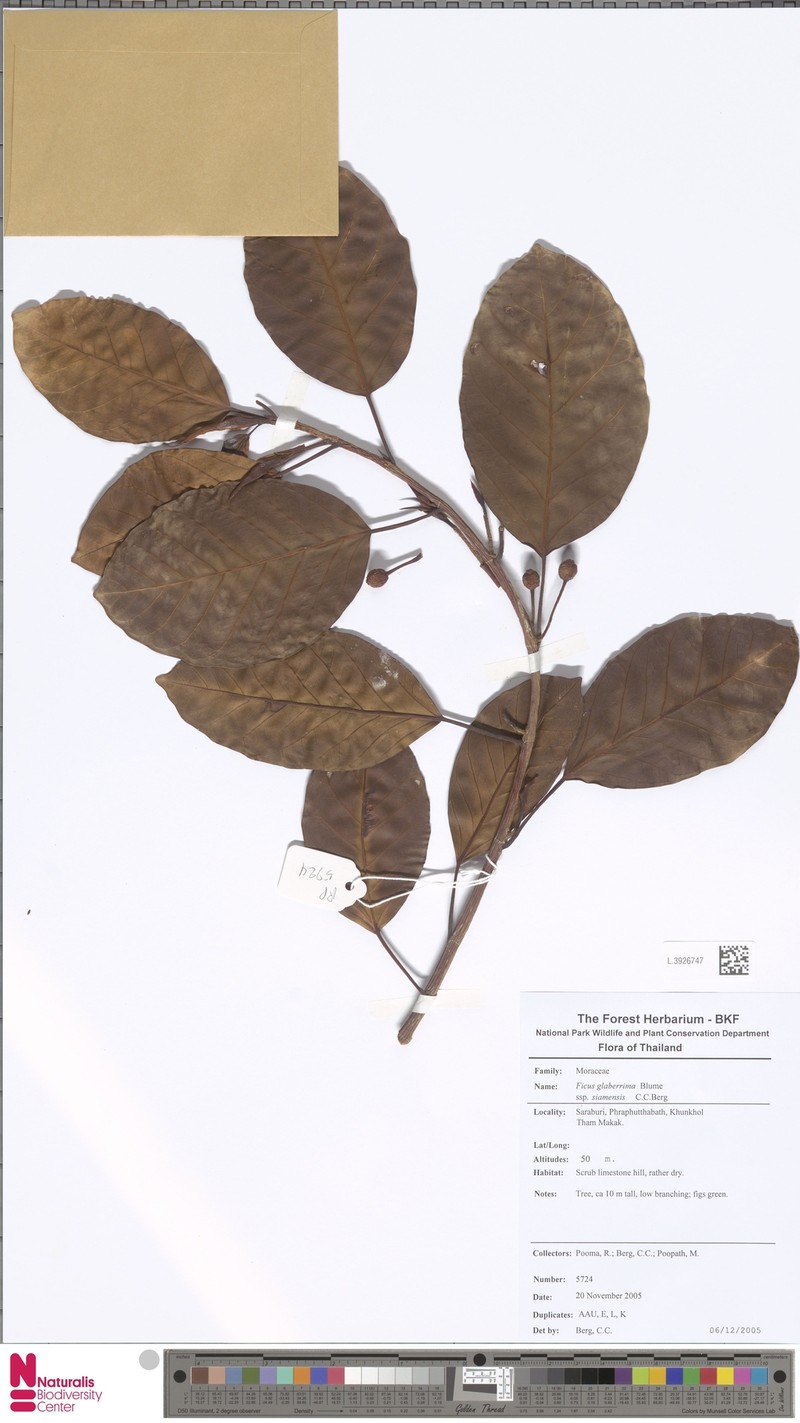 Ficus glaberrima subsp. siamensis photo 5