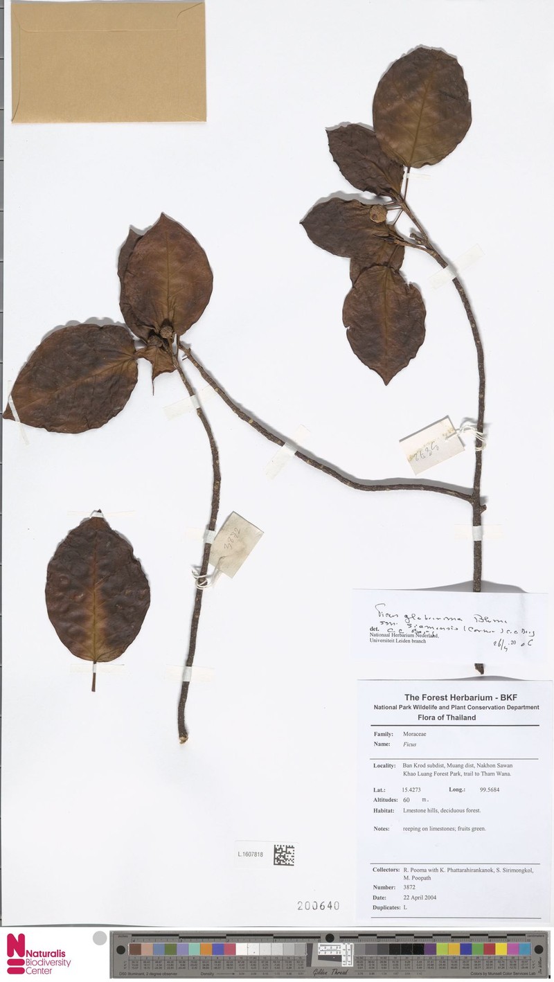 Ficus glaberrima subsp. siamensis photo 6