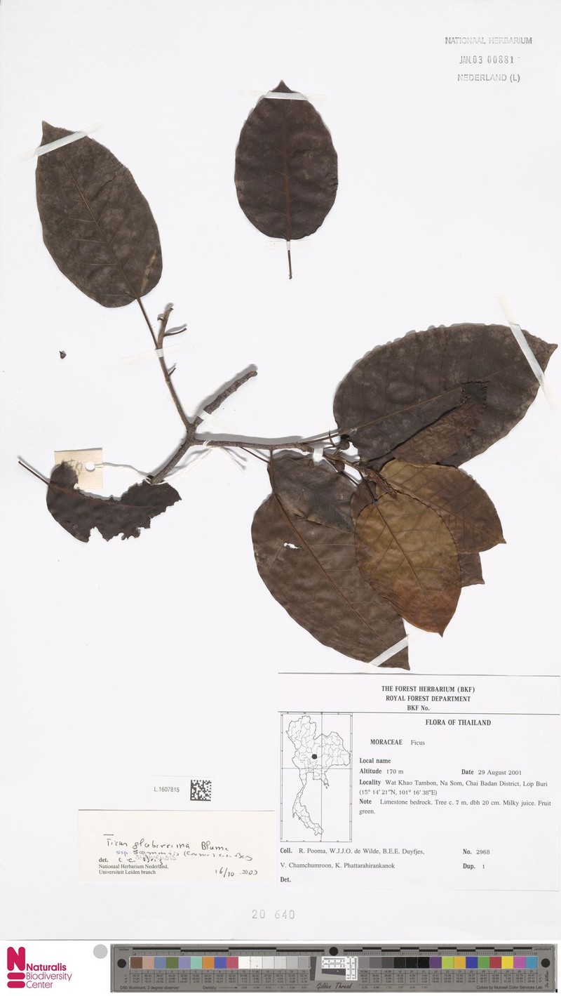Ficus glaberrima subsp. siamensis photo 7