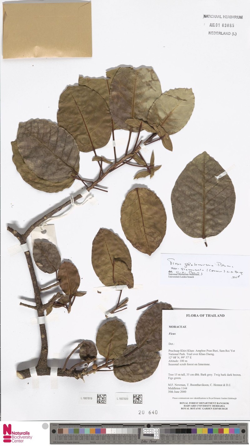 Ficus glaberrima subsp. siamensis photo 8