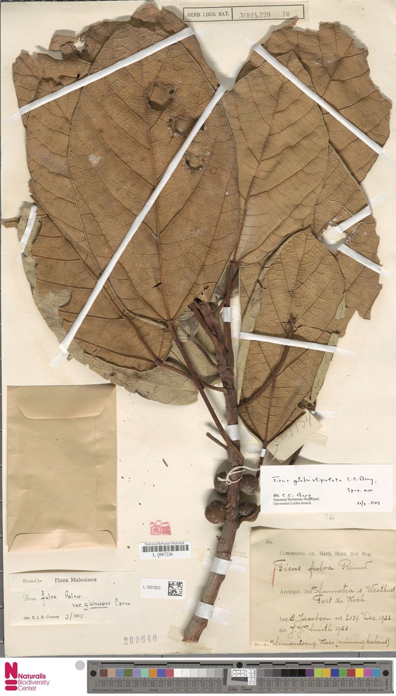 Ficus glabristipulata