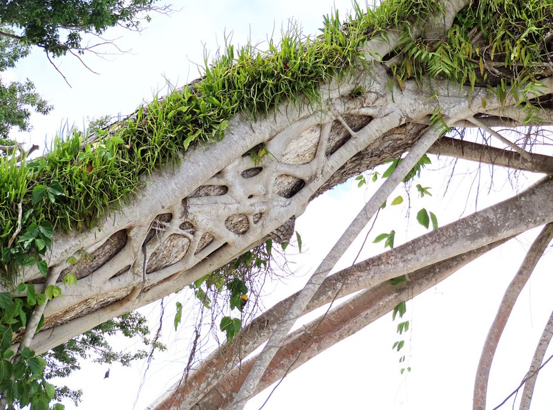Ficus glandifera
