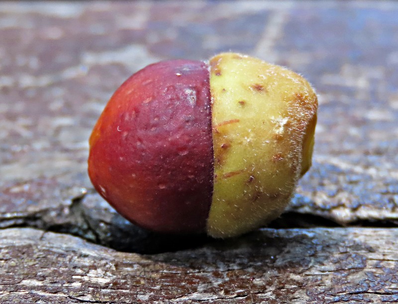 Ficus glandifera photo 2