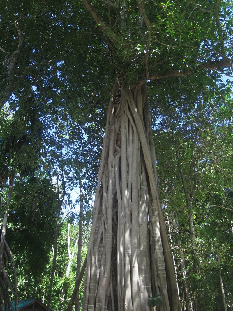 Ficus glandifera photo 3