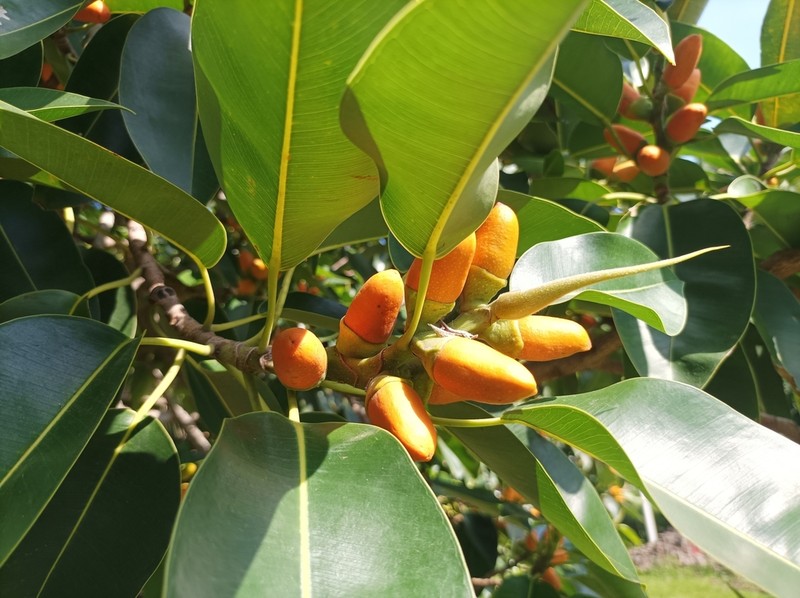 Ficus glandifera photo 4