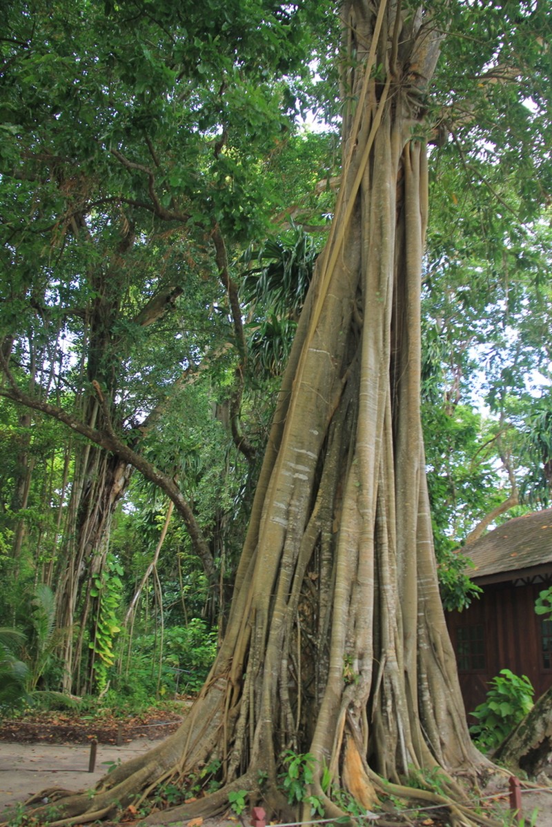 Ficus glandifera photo 5