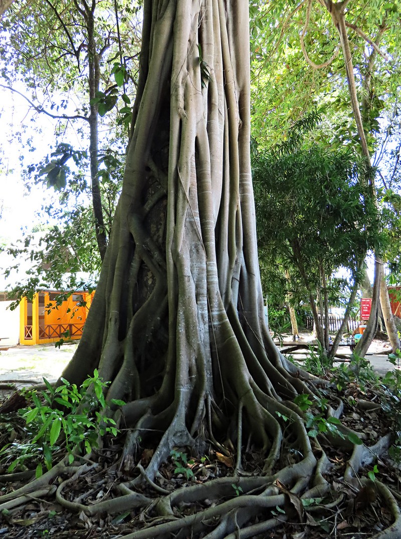 Ficus glandifera photo 6