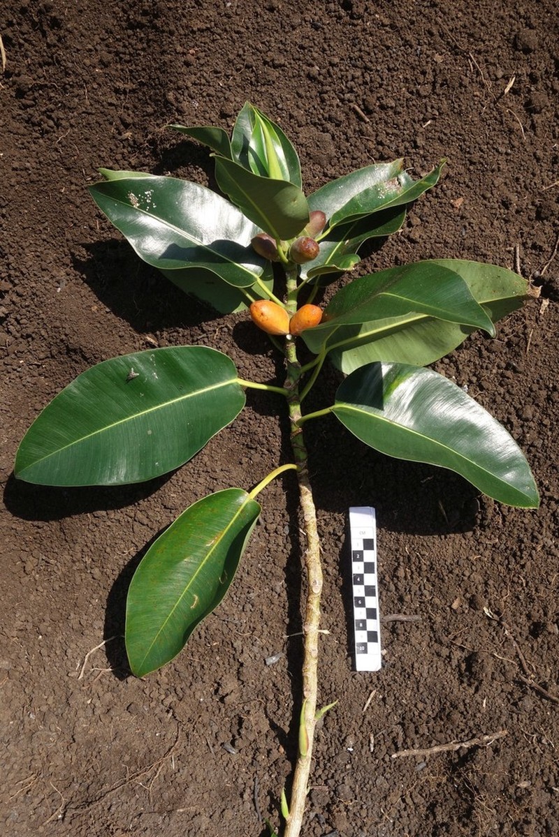 Ficus glandifera photo 7