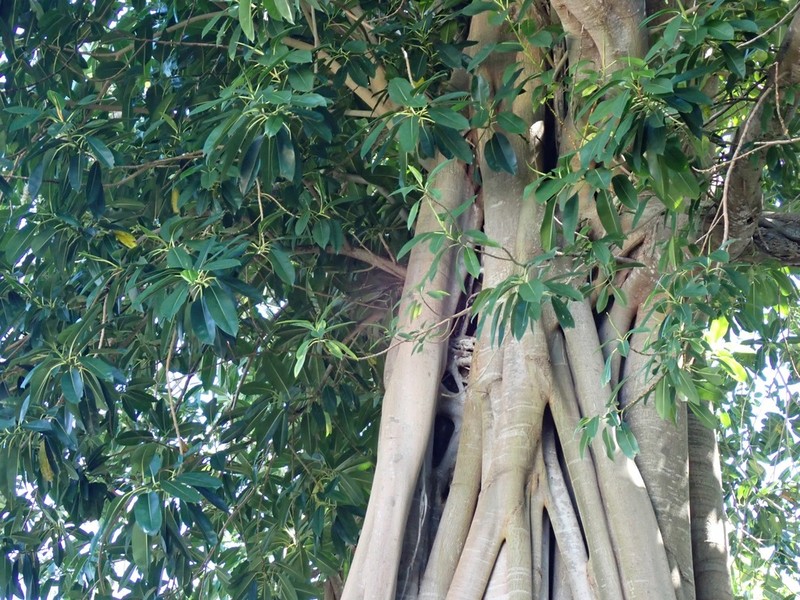 Ficus glandifera photo 8