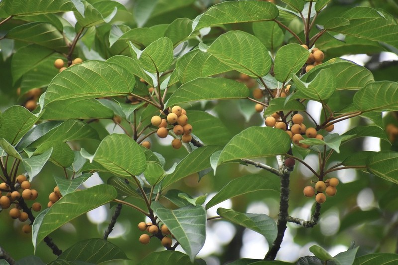 Ficus glandulifera